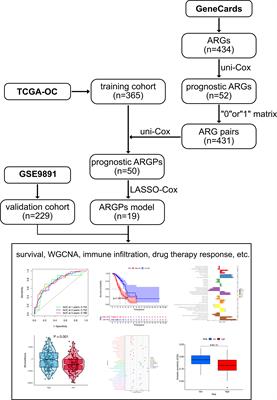 A signature based on anoikis-related genes for the evaluation of prognosis, immunoinfiltration, mutation, and therapeutic response in ovarian cancer